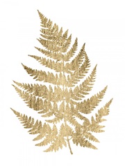 Graphic Gold Fern IV