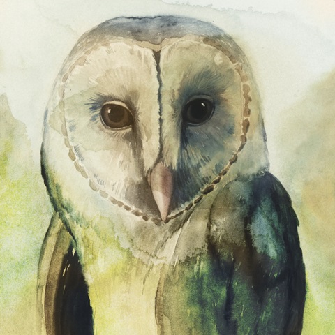 Harlequin Hibou I