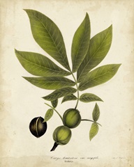 Hickory Tree Foliage