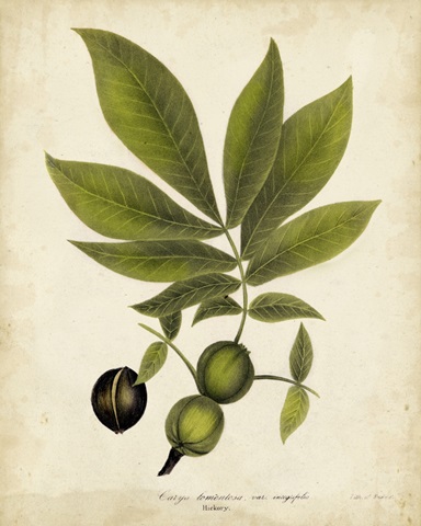 Hickory Tree Foliage