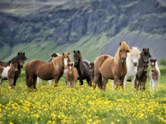 Icelandic Horses VII