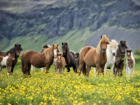 Icelandic Horses VII