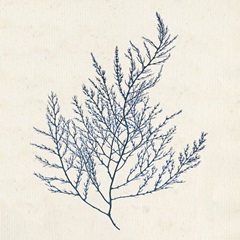Indigo Algae I