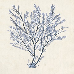 Indigo Algae II