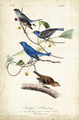 Indigo Bunting