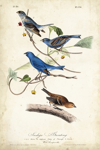 Indigo Bunting