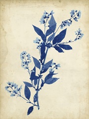 Indigo Leaf Study I
