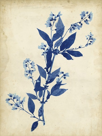 Indigo Leaf Study I