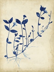 Indigo Leaf Study II
