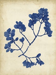 Indigo Leaf Study III