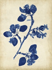 Indigo Leaf Study IV