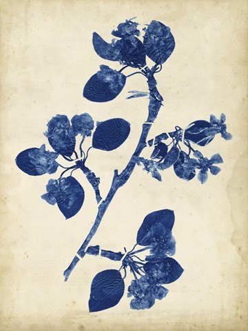 Indigo Leaf Study IV