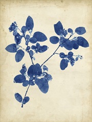 Indigo Leaf Study V