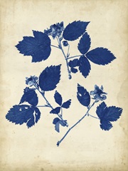Indigo Leaf Study VI