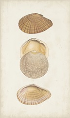 Antiquarian Shell Study I