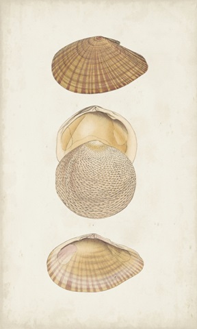 Antiquarian Shell Study I