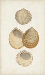 Antiquarian Shell Study II