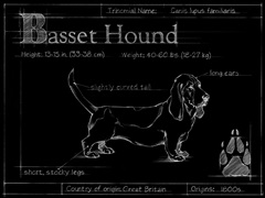 Blueprint Bassett Hound