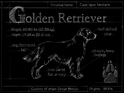 Blueprint Golden Retriever
