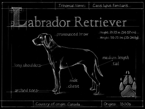 Blueprint Labrador Retriever