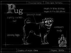 Blueprint Pug