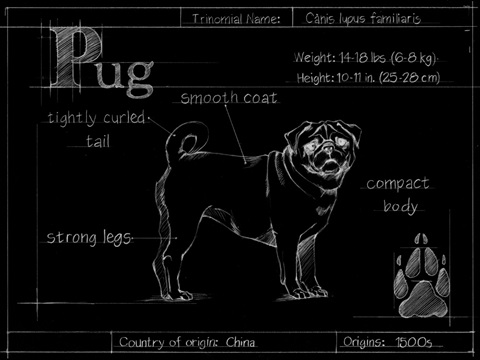 Blueprint Pug