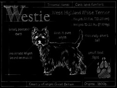 Blueprint Westie