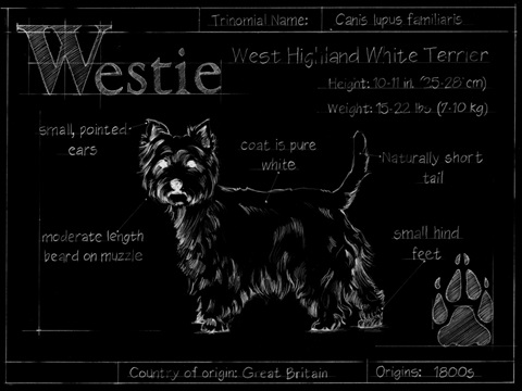 Blueprint Westie