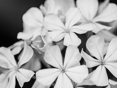 Botanical Under Cold Moonlight I