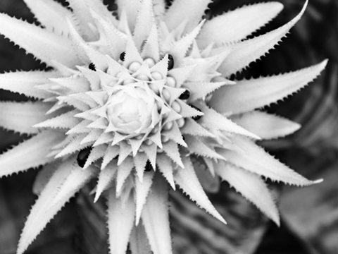 Botanical Under Cold Moonlight II