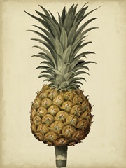 Brookshaw Antique Pineapple II