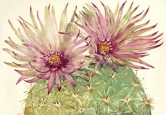 Cactus Blossoms I