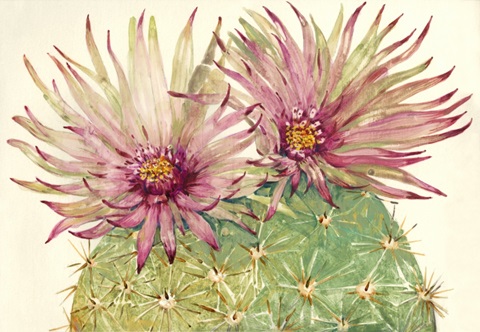 Cactus Blossoms I