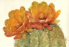 Cactus Blossoms II