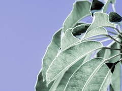 Clear Leaves on Blue I