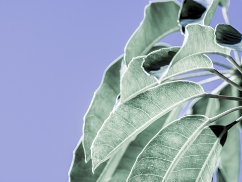 Clear Leaves on Blue I