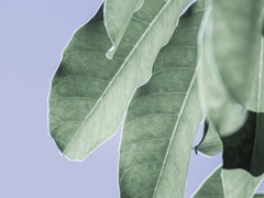 Clear Leaves on Blue II