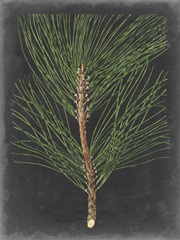 Dramatic Pine I