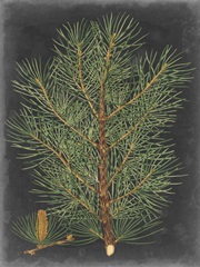 Dramatic Pine II