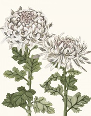Early Spring Chrysanthemums II