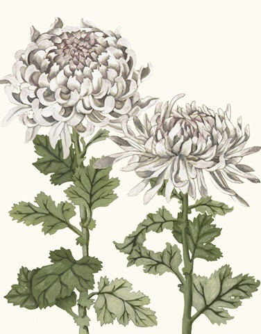 Early Spring Chrysanthemums II