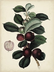 Antique Foliage and Fruit I