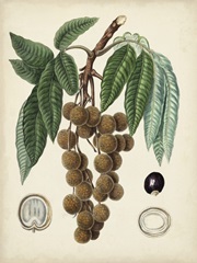 Antique Foliage and Fruit III