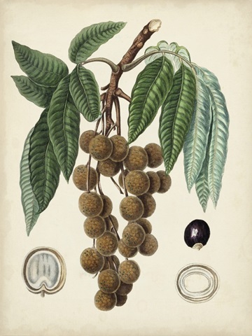 Antique Foliage and Fruit III