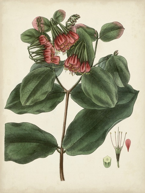 Antique Foliage and Fruit IV