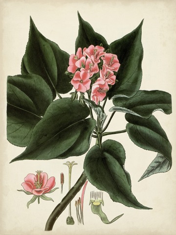 Antique Foliage and Fruit V