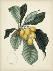 Antique Foliage and Fruit VI