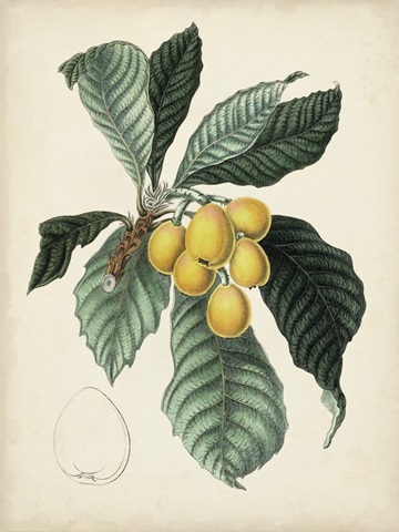 Antique Foliage and Fruit VI