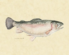 Catch of the Day III