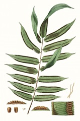 Fern Foliage I